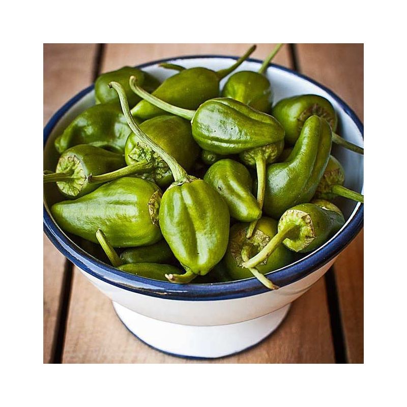poivrons de Padron