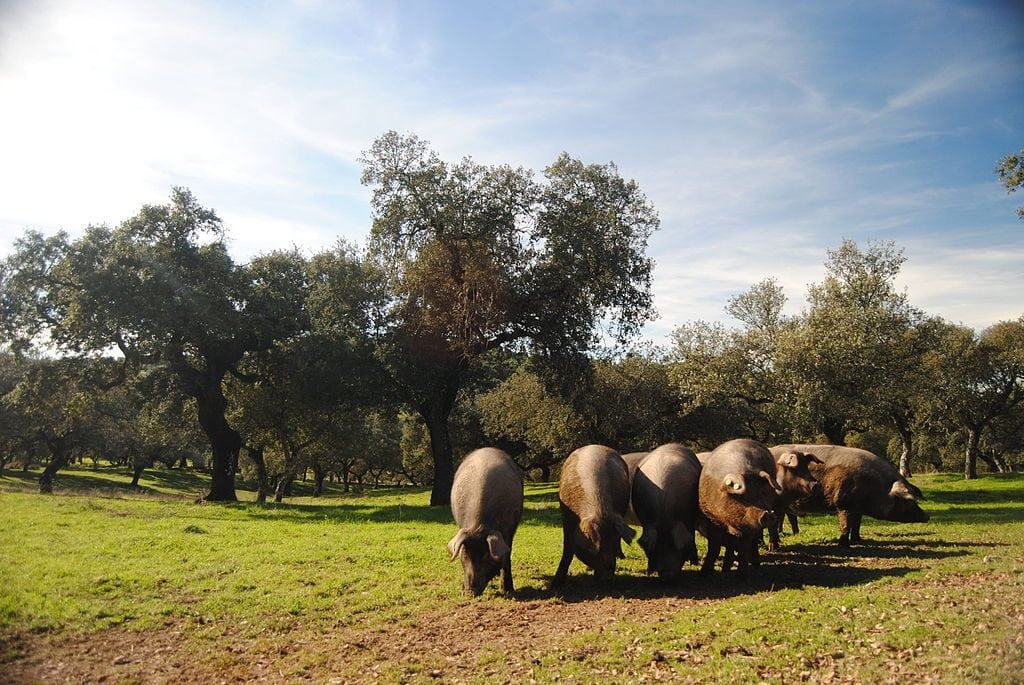 Raza de cerdo ibérico