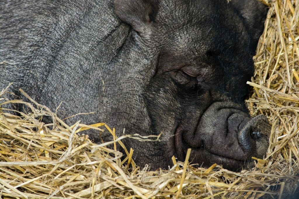 where Iberian pork came from? Types and characteristics 